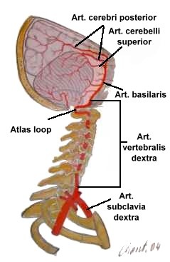 Arteria vertebralis